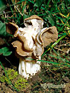 champignons