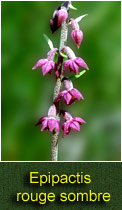 epipactis rouge sombre