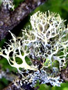 lichens