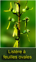 listre  feuilles ovales