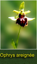 Ophrys areigne