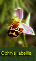 Ophrys abeille
