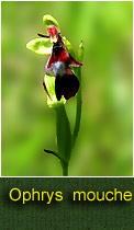 ophrys mouche