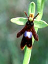 gallerie d'orchides