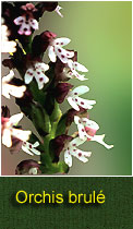 orchis brule