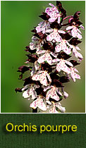orchis pourpre