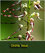 orchis bouc