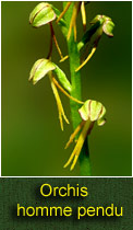 orchis homme pendu