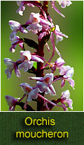 orchis moucheron