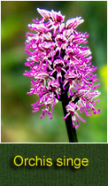 orchis singe