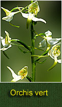 orchis vert