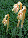 plantes sans chlorophylle