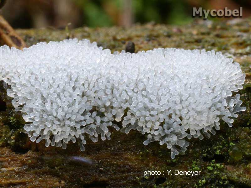 Ceratiomyxa fructilosa