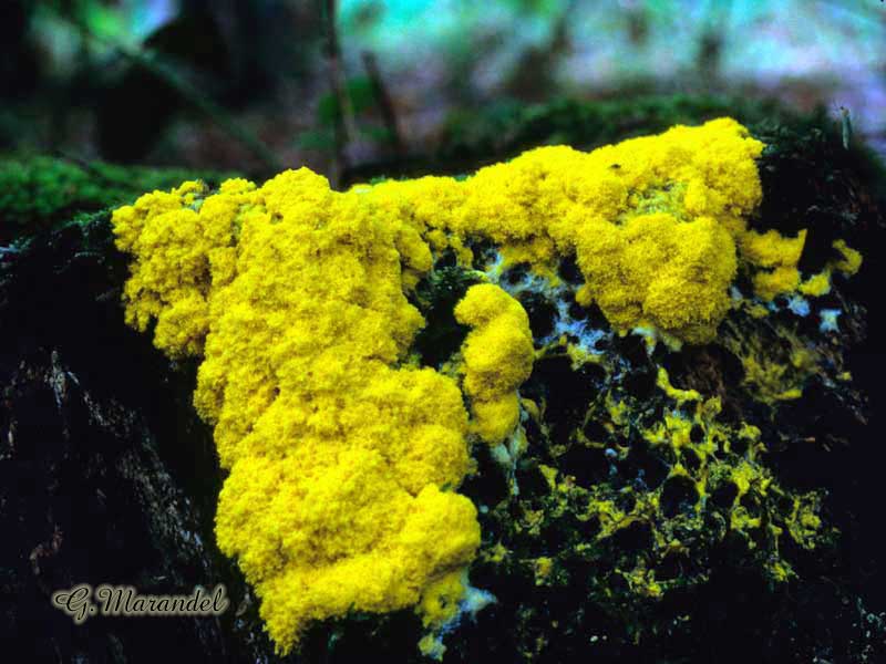 Fuligo septica