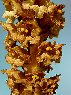 dtail d'une fleur d'orobranche